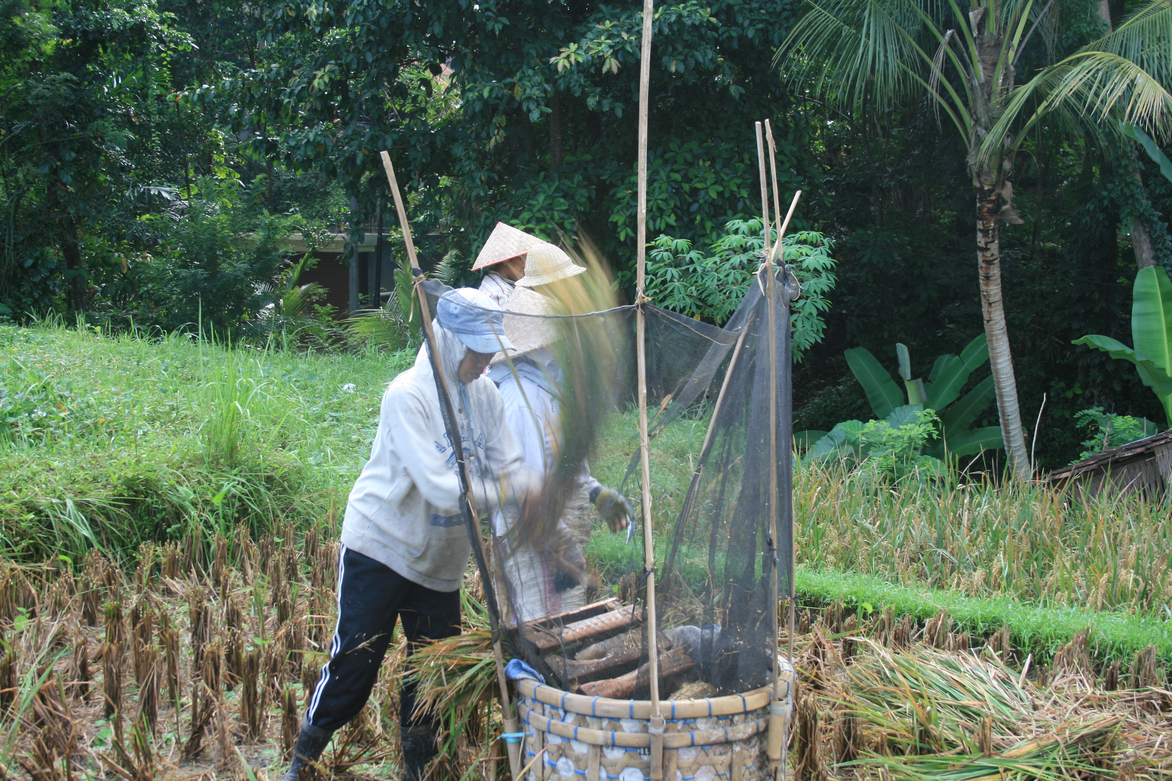 Indonesiërs aan het werk in de rijstvelden van Ubud
